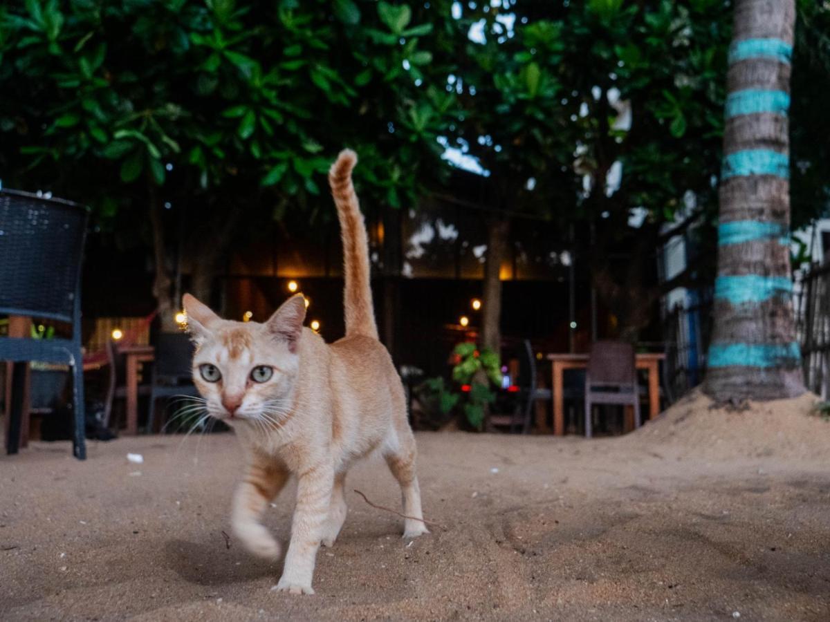 Honey Beach Negombo Dış mekan fotoğraf